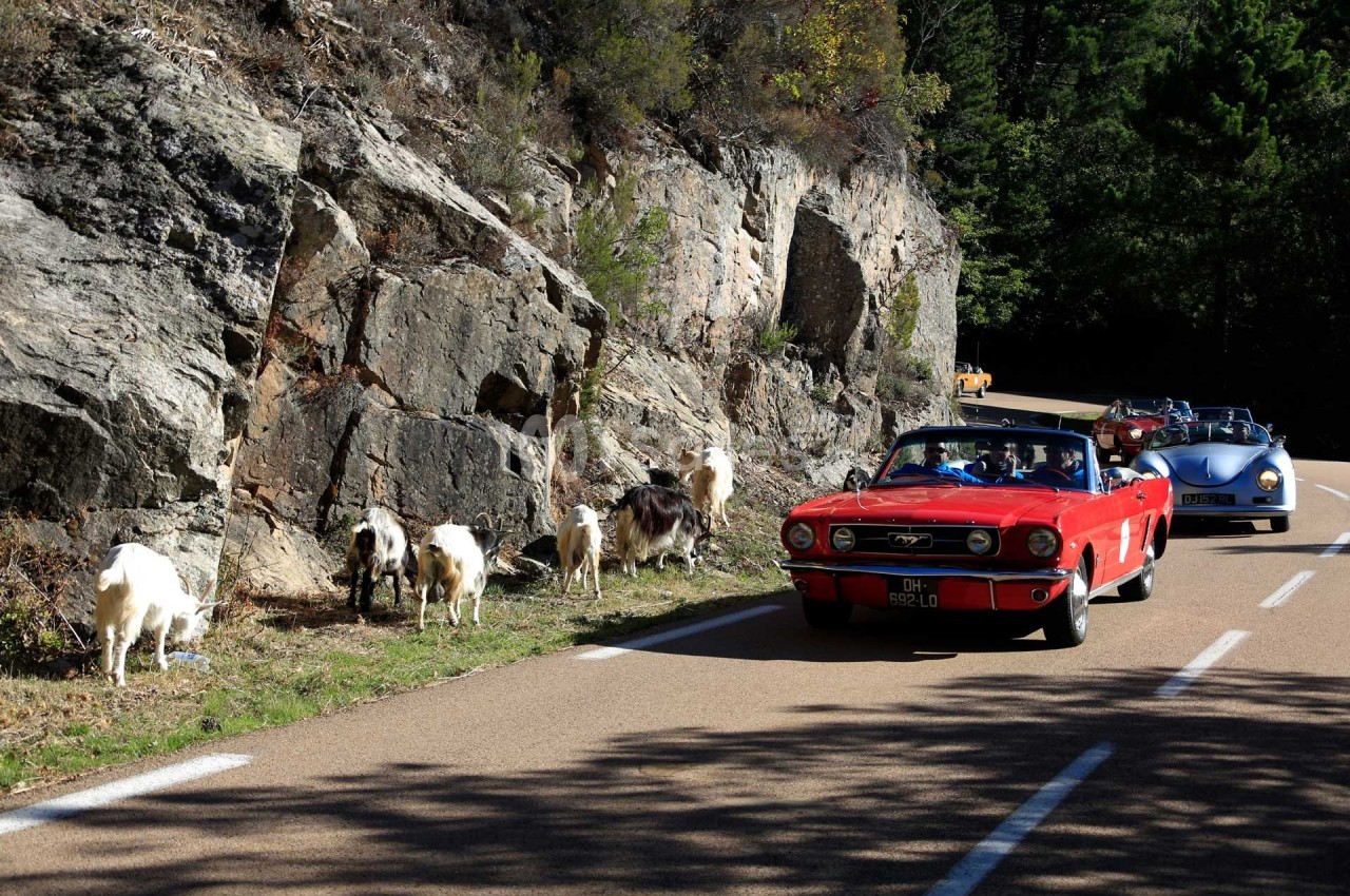 Voitures anciennes roulant sur une route bordée de chèvres et de rochers dans un paysage boisé.