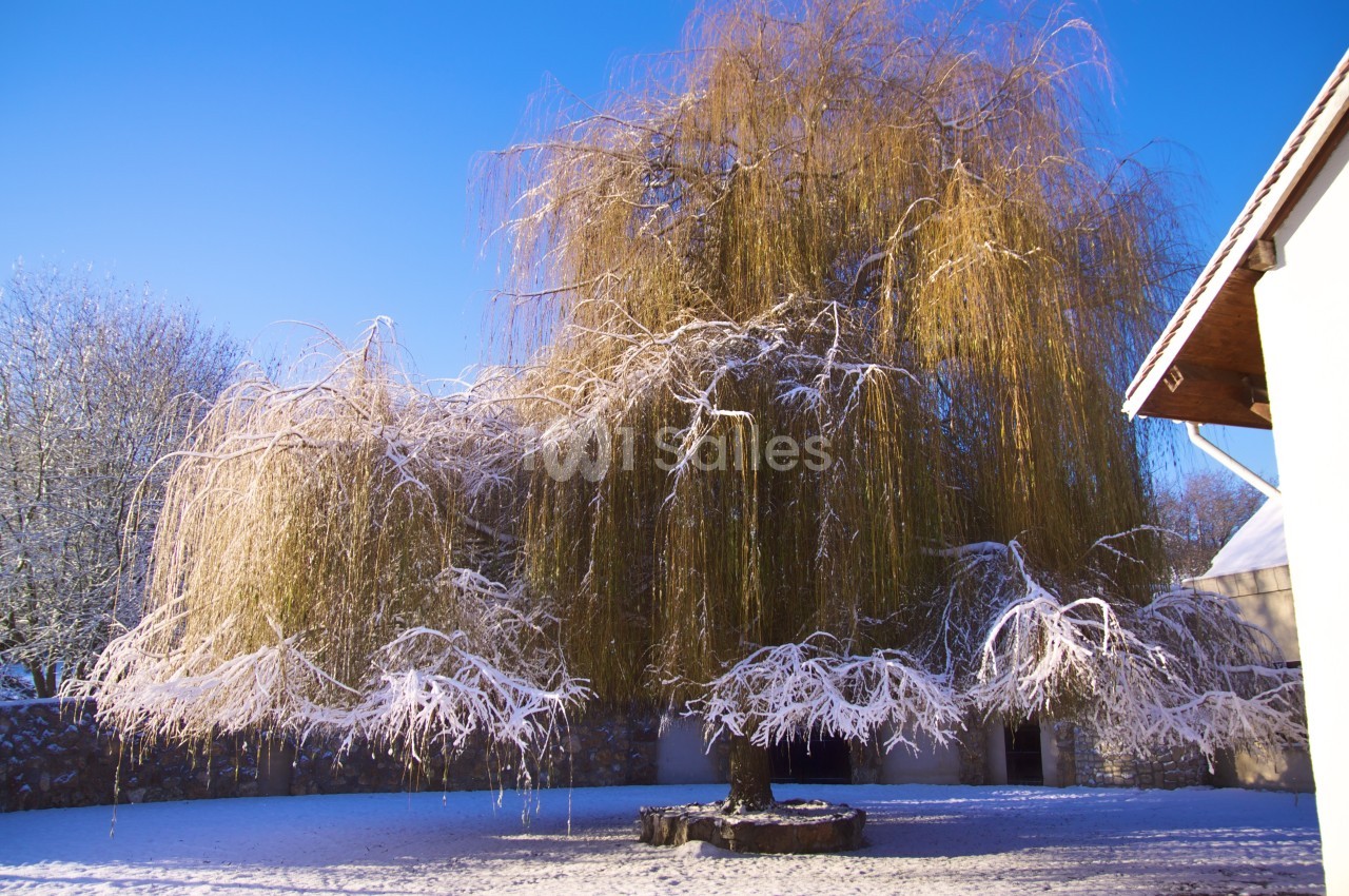 Saule pleureur enneigé dans une cour ensoleillée, entouré de murs et bâtiments sous un ciel bleu clair.