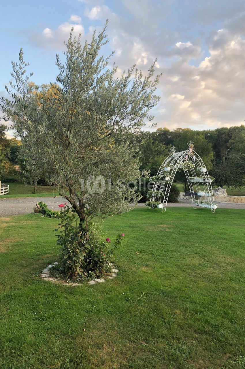 Un olivier entouré de fleurs roses dans un jardin avec une arche métallique blanche en arrière-plan.
