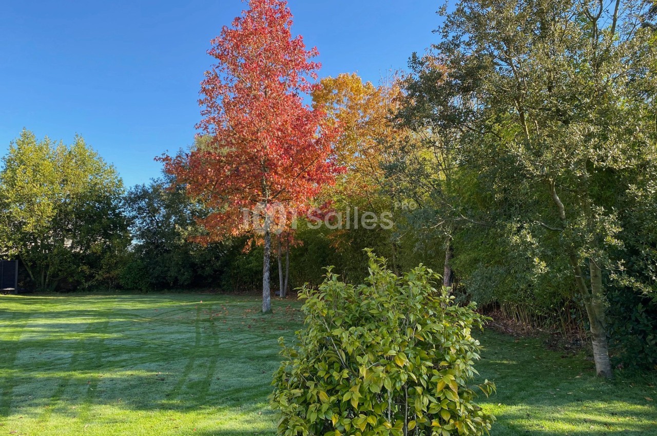 Arbre aux feuilles rouges entouré de végétation verte dans un jardin sous un ciel bleu clair.