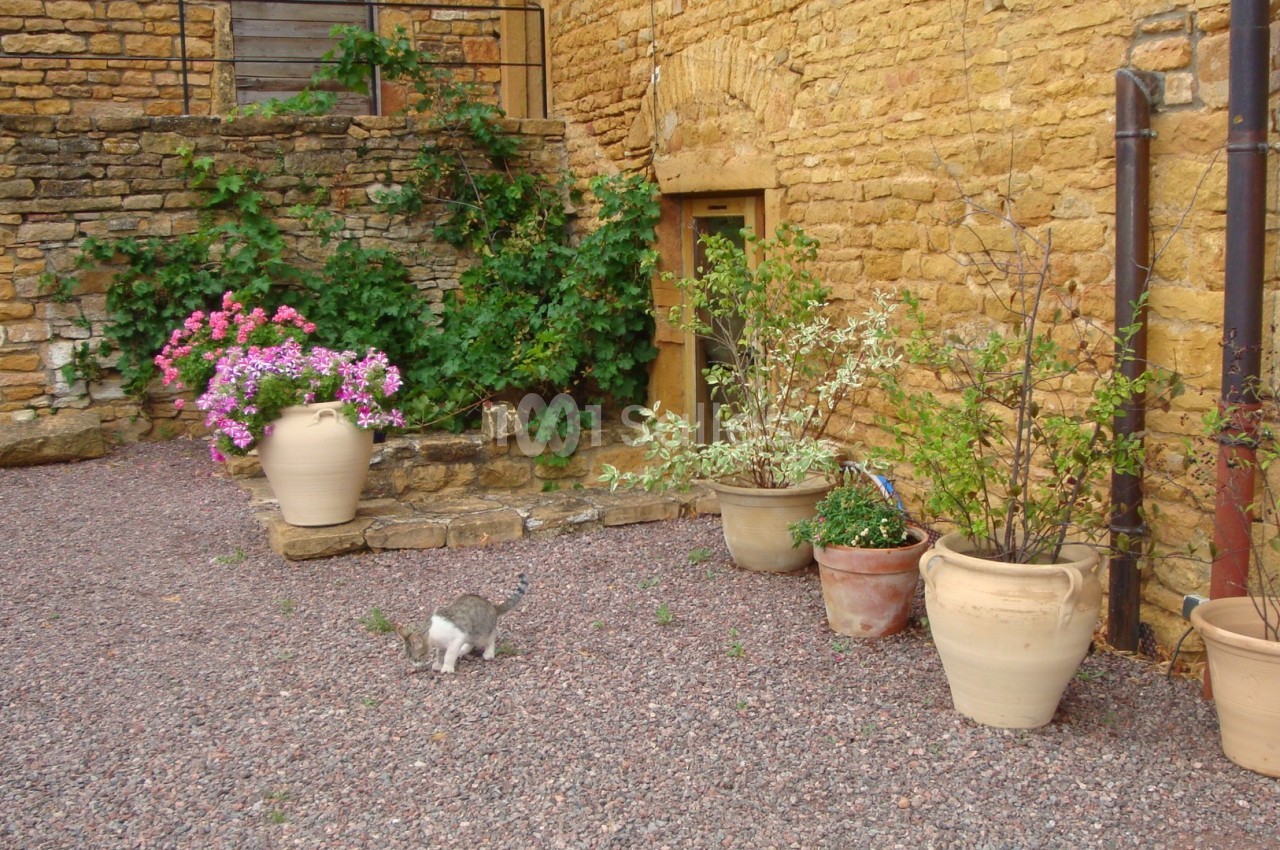 Un chat gris marche dans une cour en gravier entourée de pots de fleurs et de murs en pierre jaune.