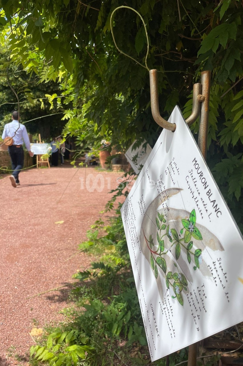 Panneau illustré sur le mouron blanc suspendu dans un jardin, avec un chemin en arrière-plan.