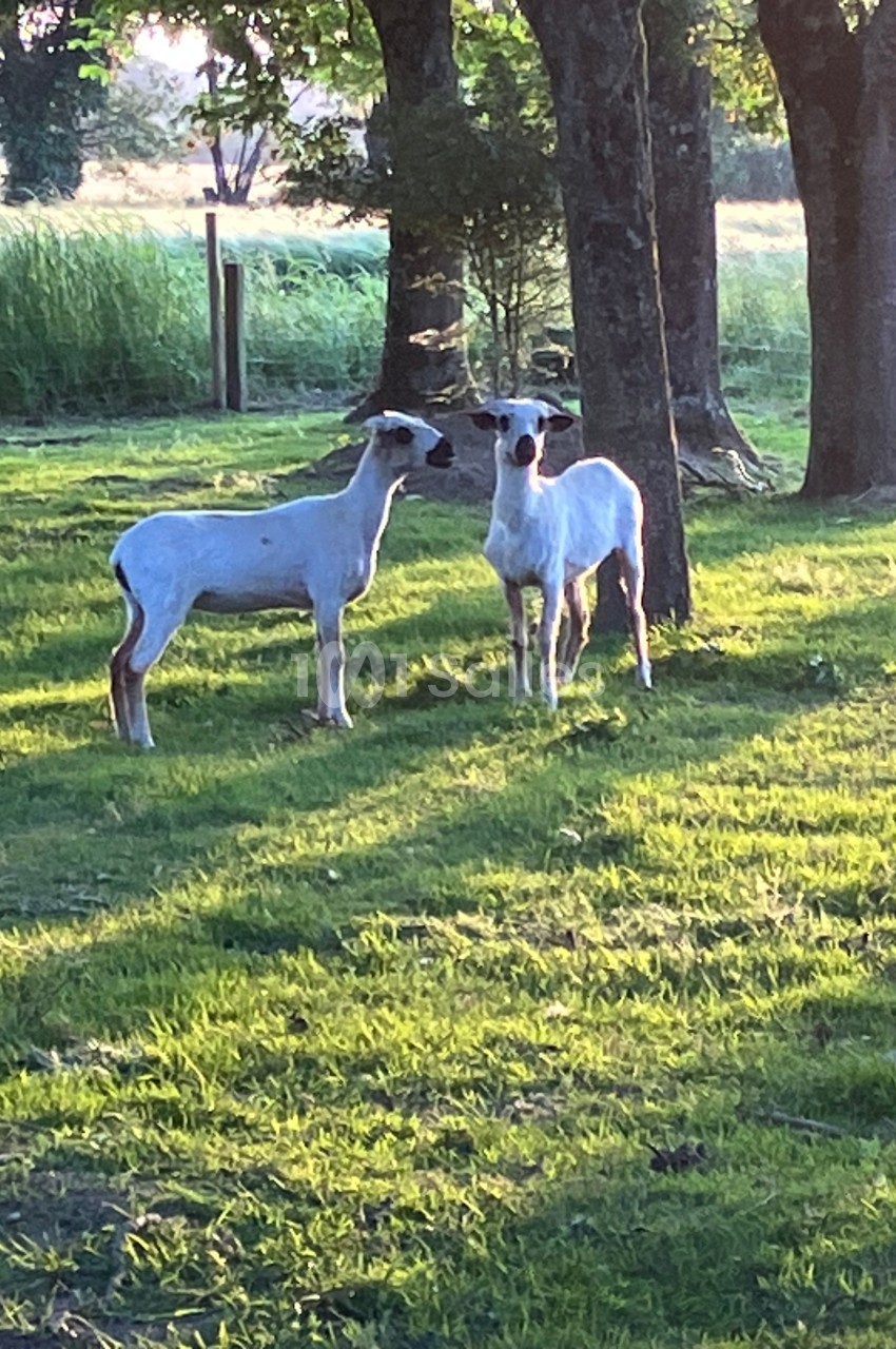 Deux moutons se tiennent sur une pelouse verdoyante, entourés d'arbres sous une lumière douce en fin de journée.