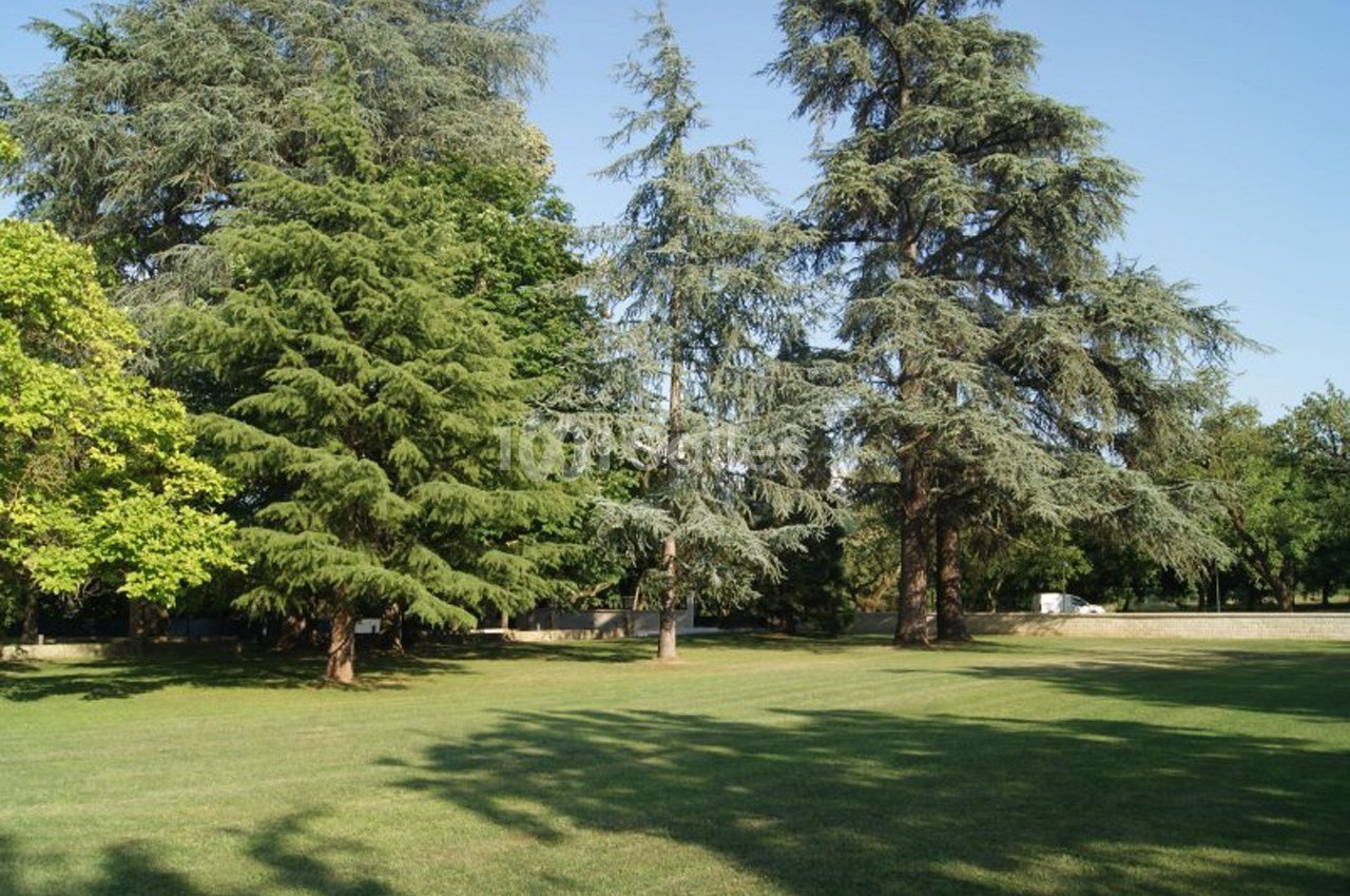 Pelouse verdoyante entourée de grands arbres sous un ciel dégagé.