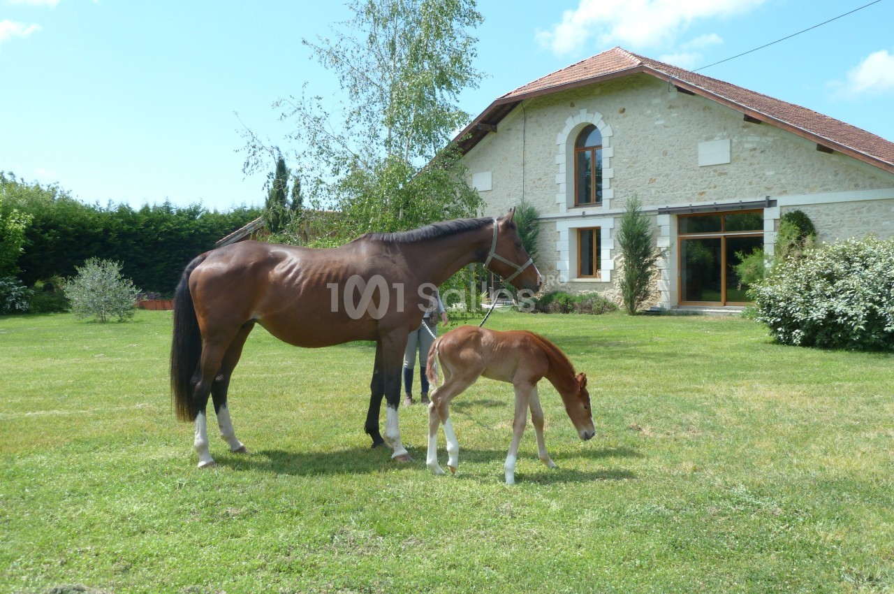 Domaine d'Arès - galerie - photo 20