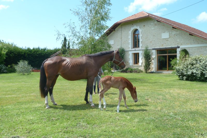 Domaine d'Arès - photo 5