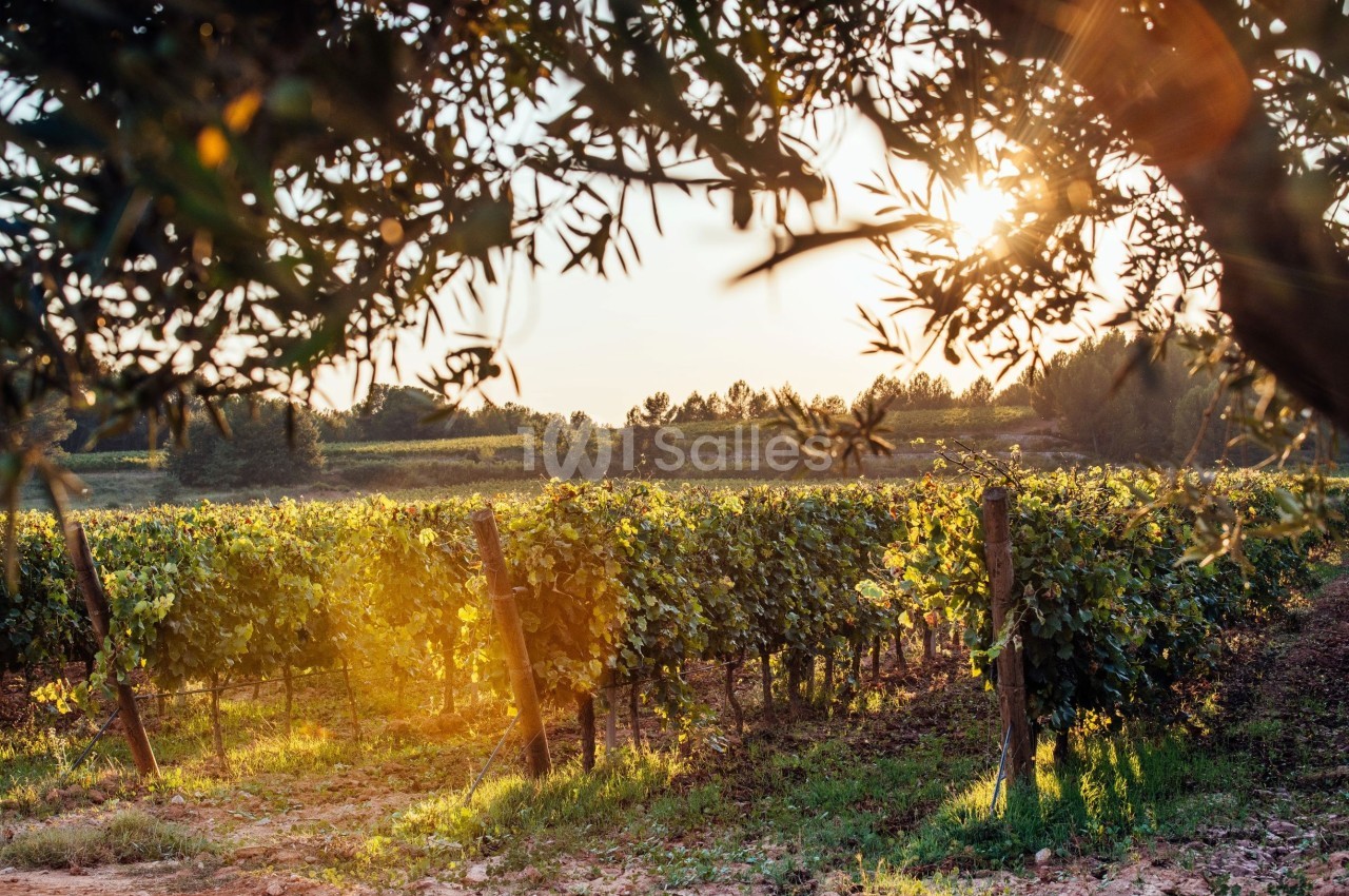 Vignes verdoyantes éclairées par la lumière du soleil couchant, entourées d'arbres dans un paysage rural.
