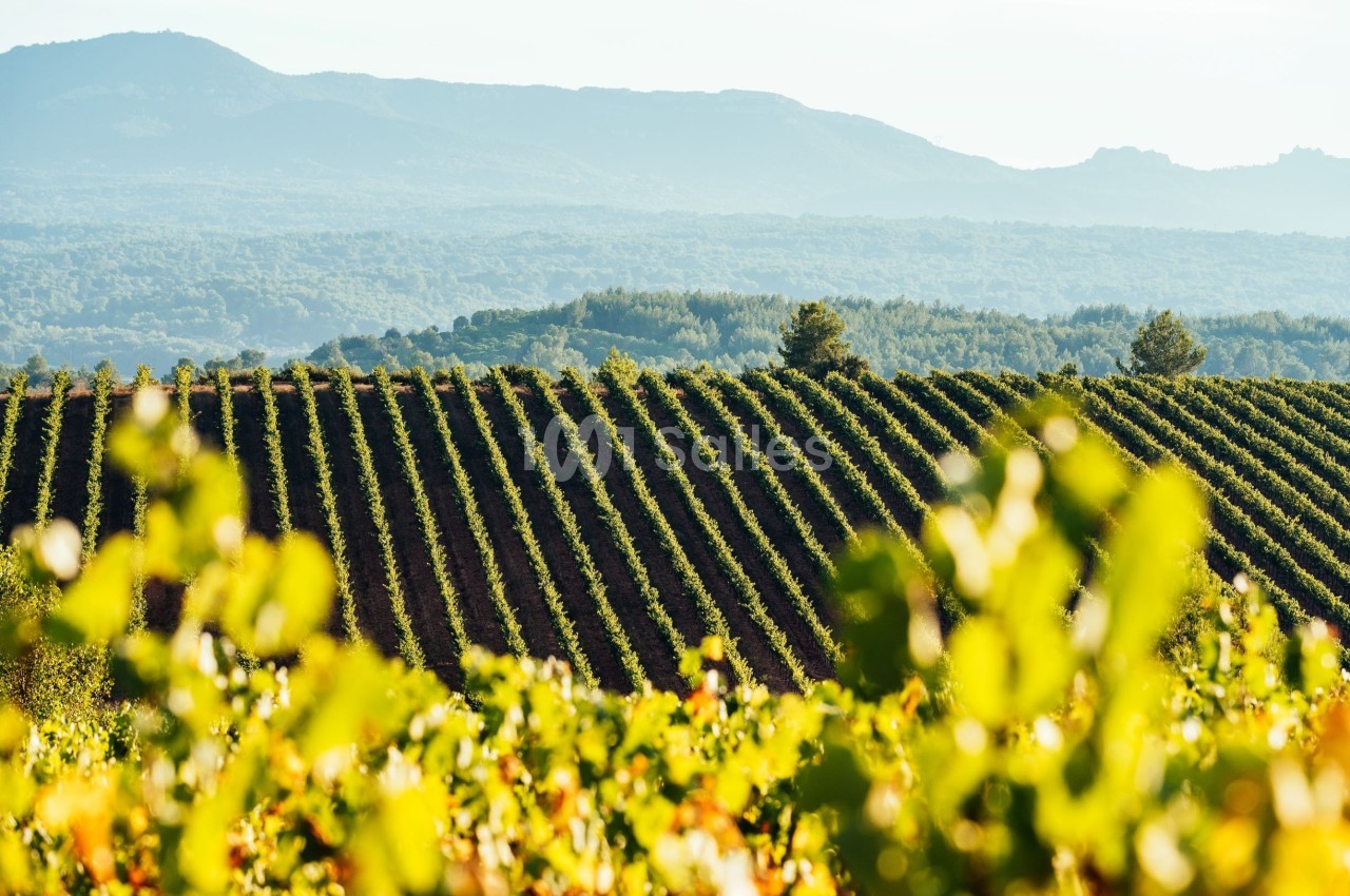 Vignes alignées dans un paysage vallonné avec des montagnes en arrière-plan sous une lumière douce.