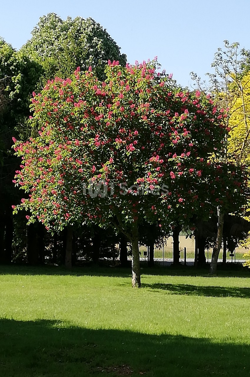 Arbre en fleurs roses au milieu d'une pelouse verte, entouré d'autres arbres sous un ciel dégagé.