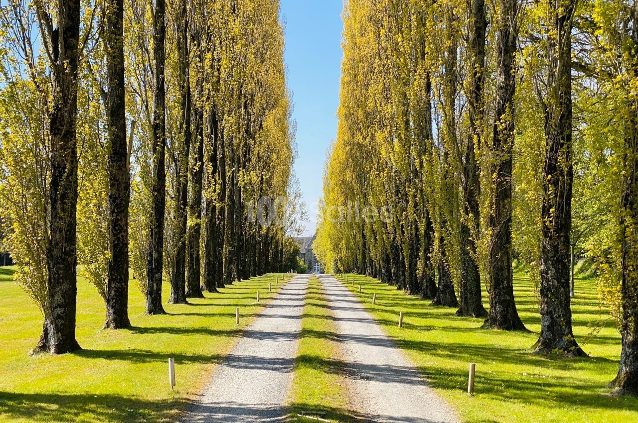 Allée bordée de grands arbres aux feuilles jaunes, avec un chemin de gravier traversant une pelouse verte.
