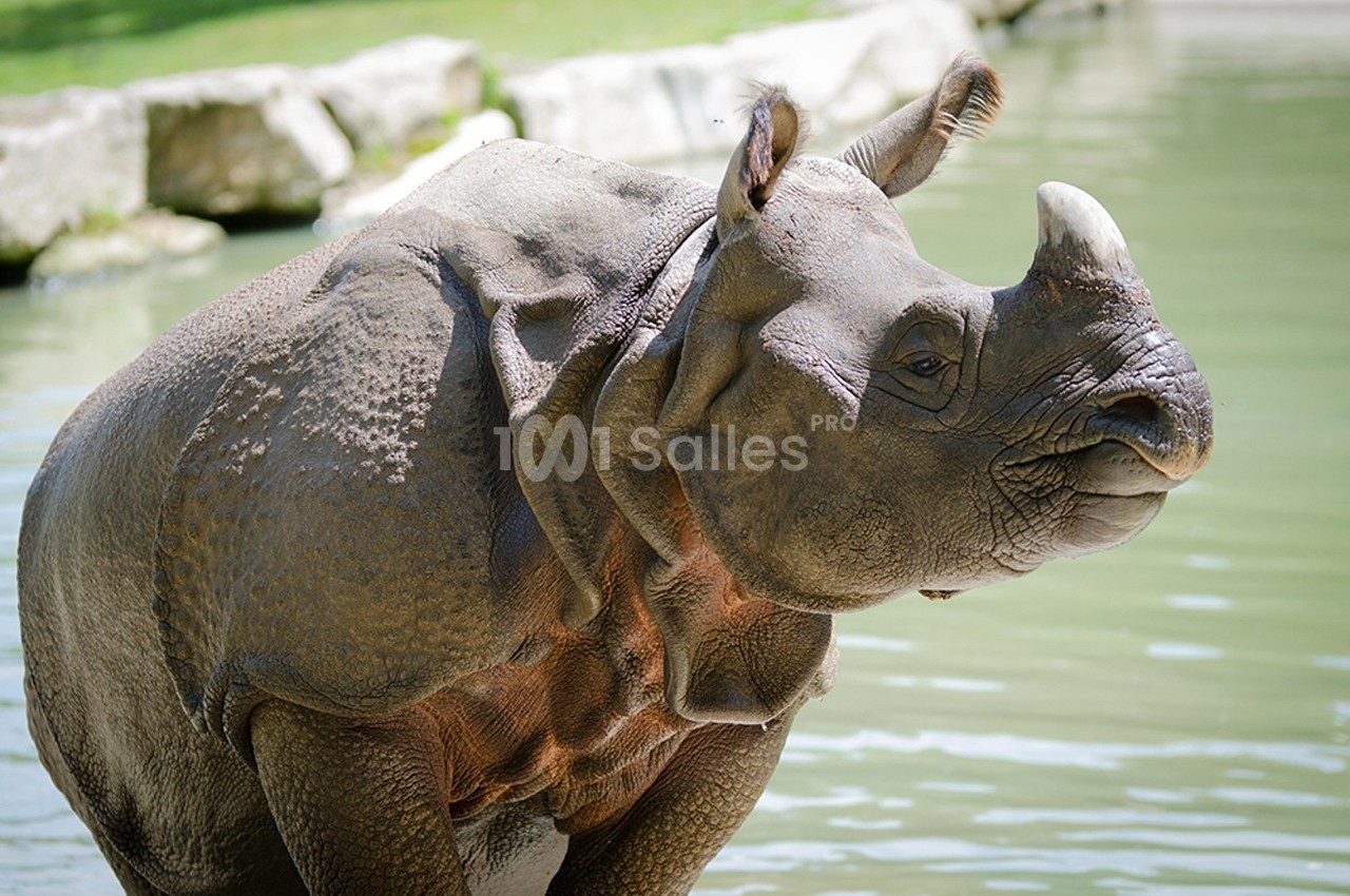 Rhinocéros indien debout près d'un plan d'eau, entouré de rochers et de végétation.