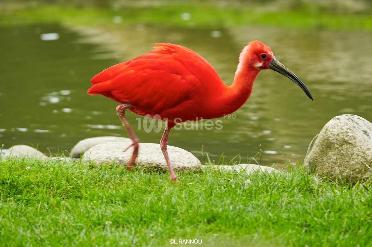 Ibis rouge marchant sur l'herbe près d'un plan d'eau, avec des pierres en arrière-plan.