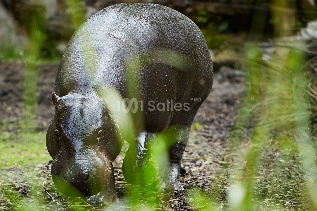 Un hippopotame marchant sur un sol humide, entouré de végétation verte.