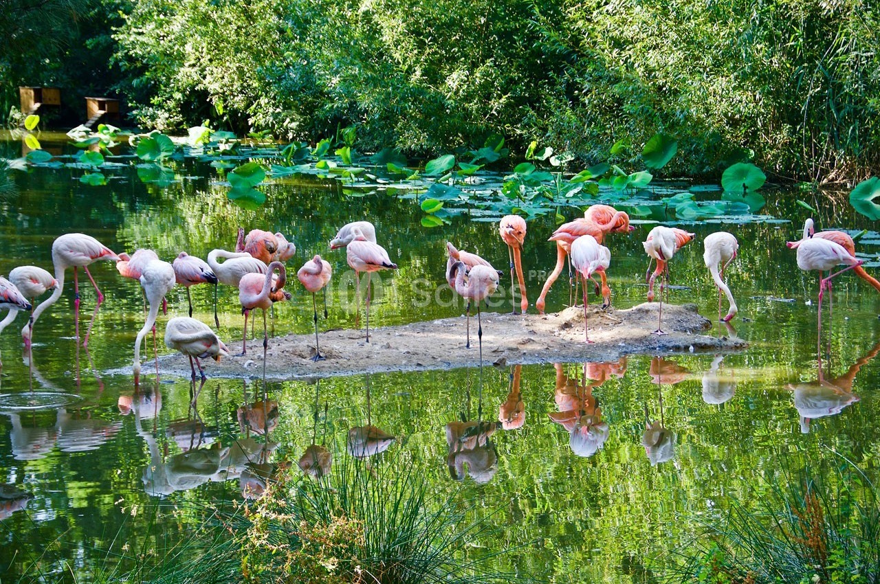 Groupe de flamants roses debout sur un îlot entouré d'eau, avec des plantes et des arbres en arrière-plan.