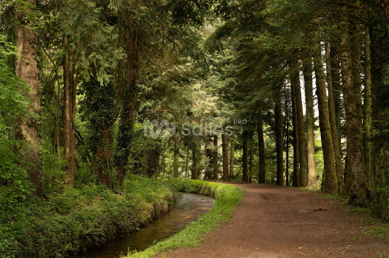 Chemin forestier bordé d'arbres et d'un petit cours d'eau, baigné par une lumière naturelle.