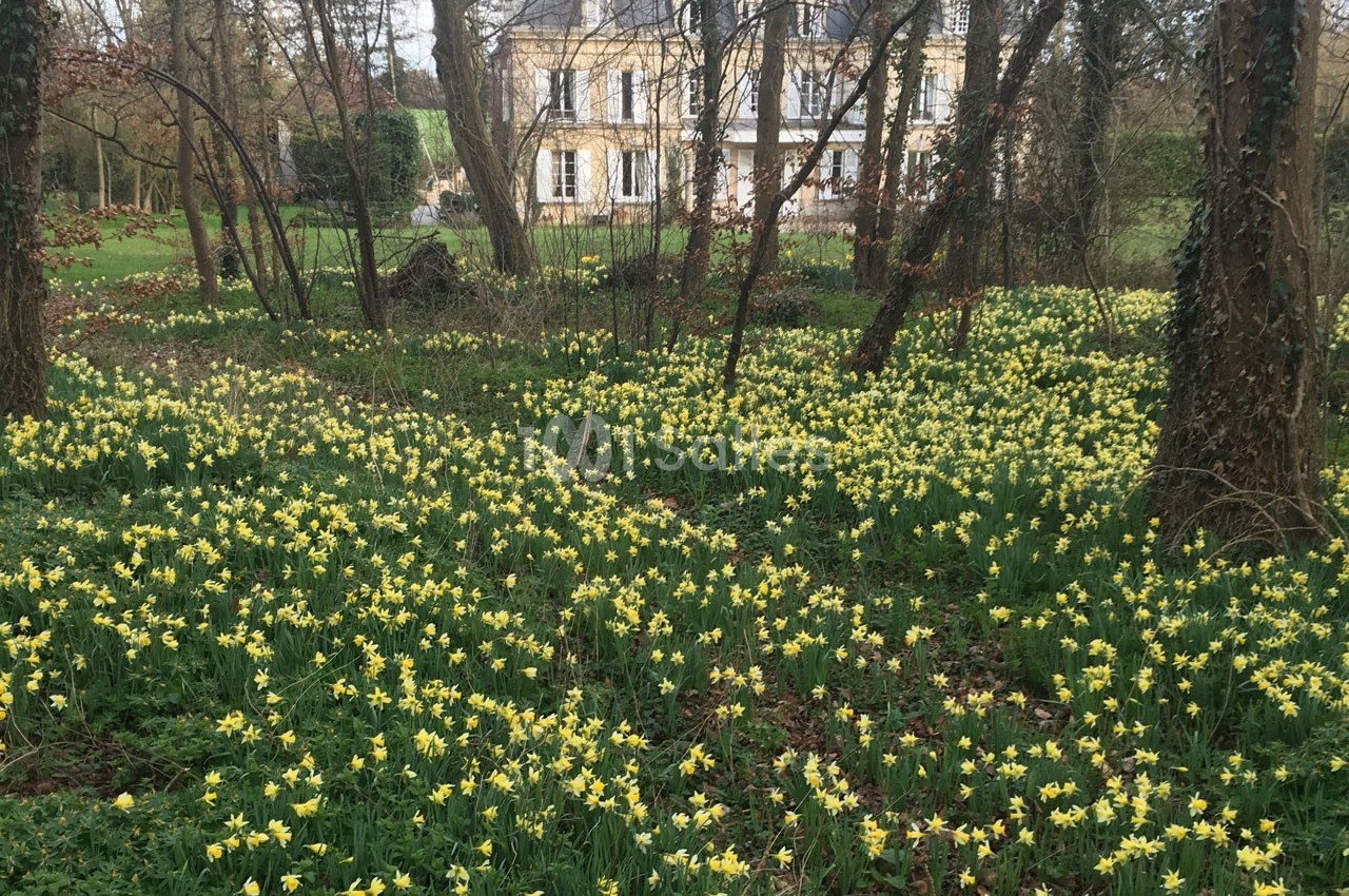 Champ de jonquilles jaunes en fleurs dans un sous-bois, avec une grande maison en arrière-plan.