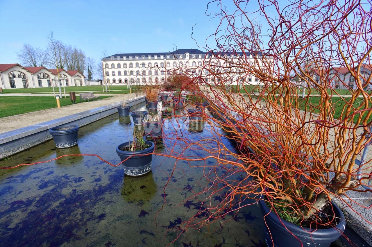 Bassin rectangulaire avec des plantes en pots, entouré d'une pelouse et d'un bâtiment à l'arrière-plan.