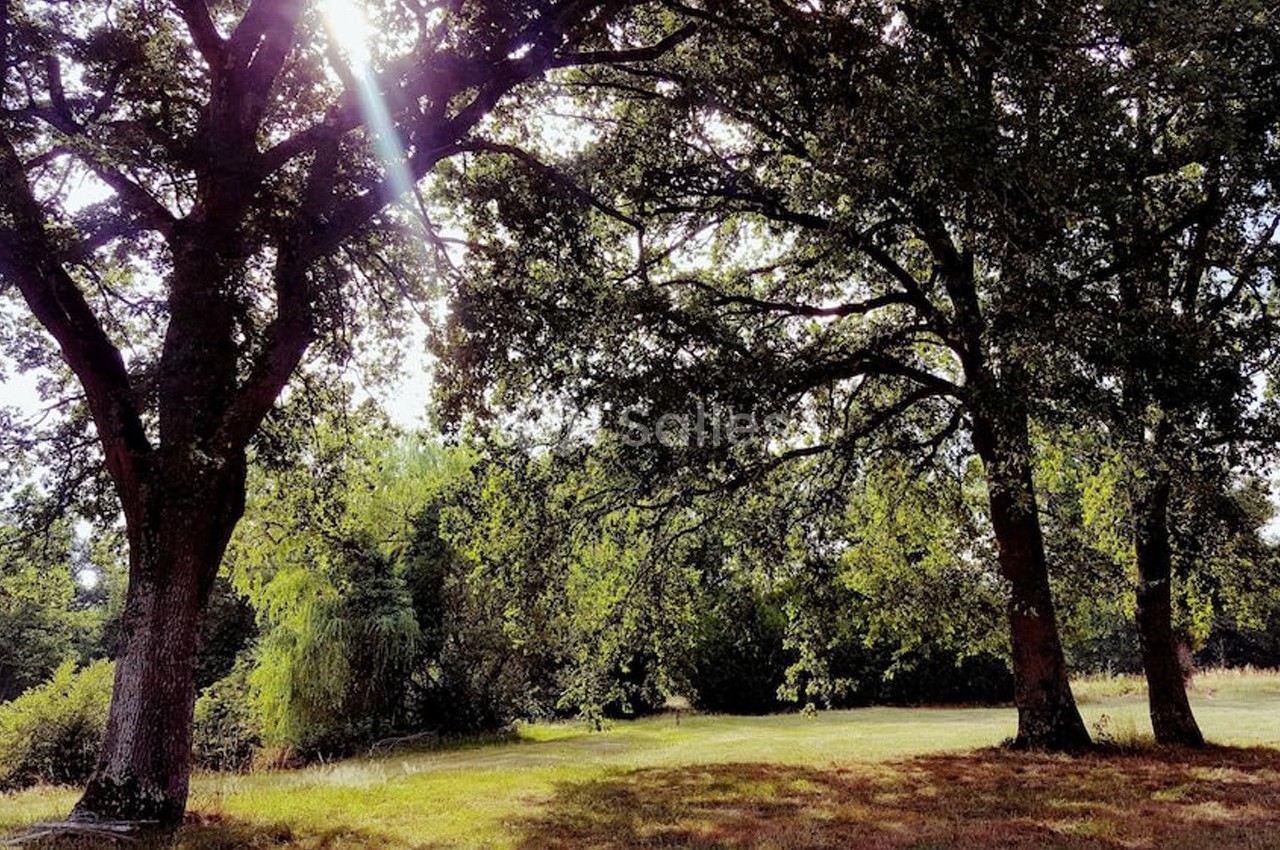 Deux grands arbres ombragent une clairière ensoleillée avec de l'herbe et des feuillages denses en arrière-plan.