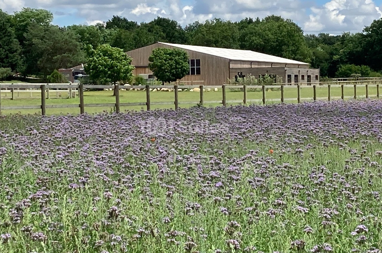 Champ de fleurs violettes devant un bâtiment en bois entouré d'arbres et de clôtures en bois.