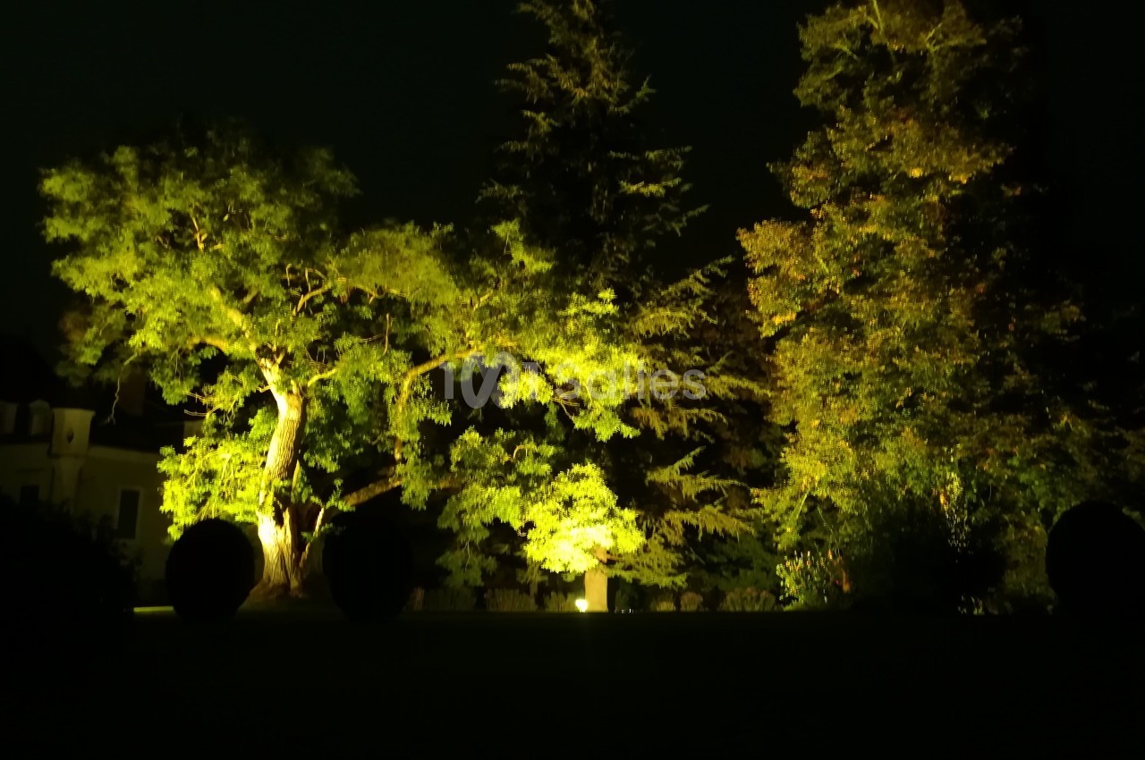 Éclairage nocturne mettant en valeur des arbres et des buissons dans un jardin sombre.