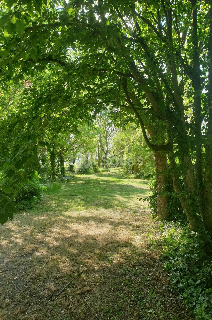 Allée verdoyante ombragée par des arbres, avec une pelouse ensoleillée au centre.