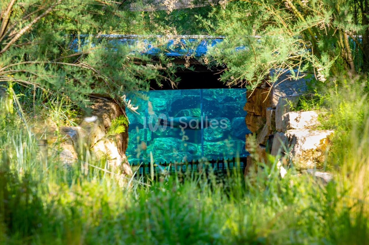 Vue d'un bassin d'aquarium à travers une ouverture entourée de végétation dense.