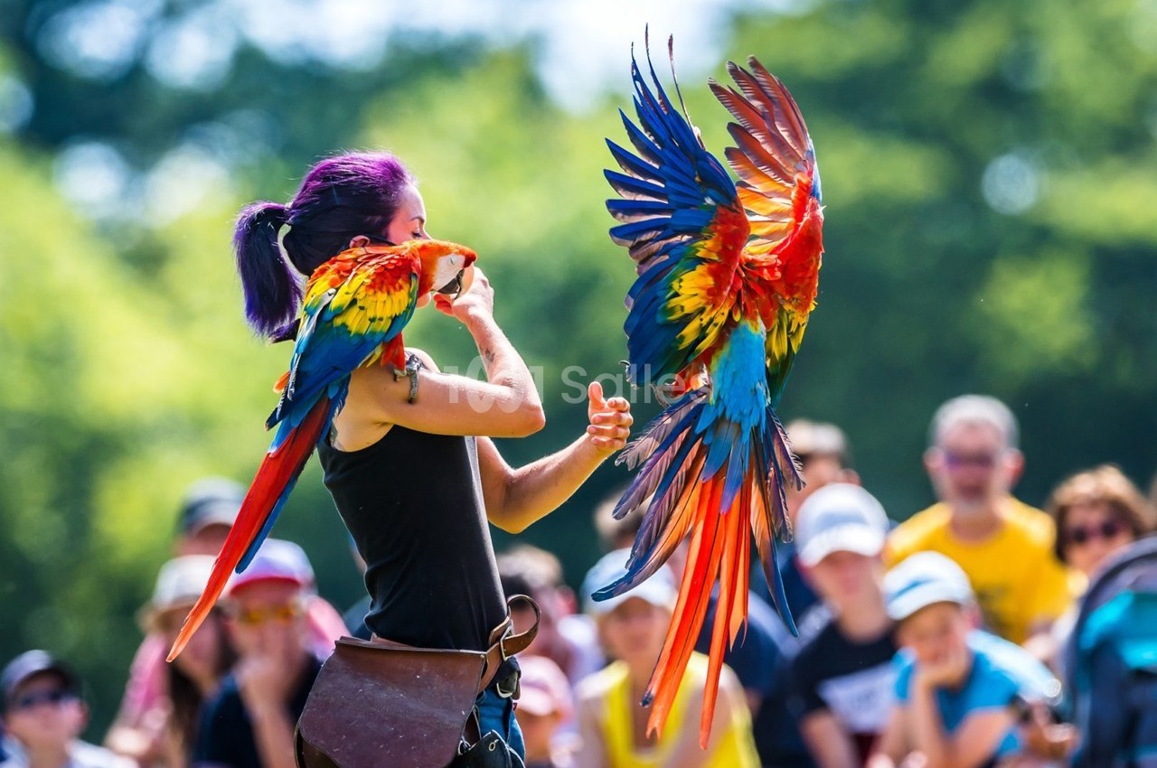 Une femme interagit avec deux aras colorés en plein vol lors d'une démonstration en extérieur devant un public.