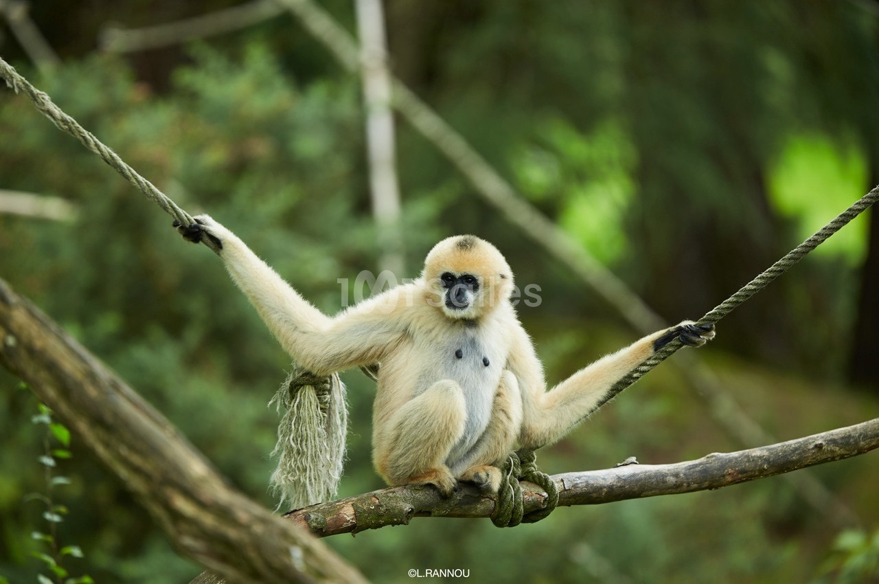 Un gibbon clair assis sur une branche, tenant des cordes dans un environnement forestier.