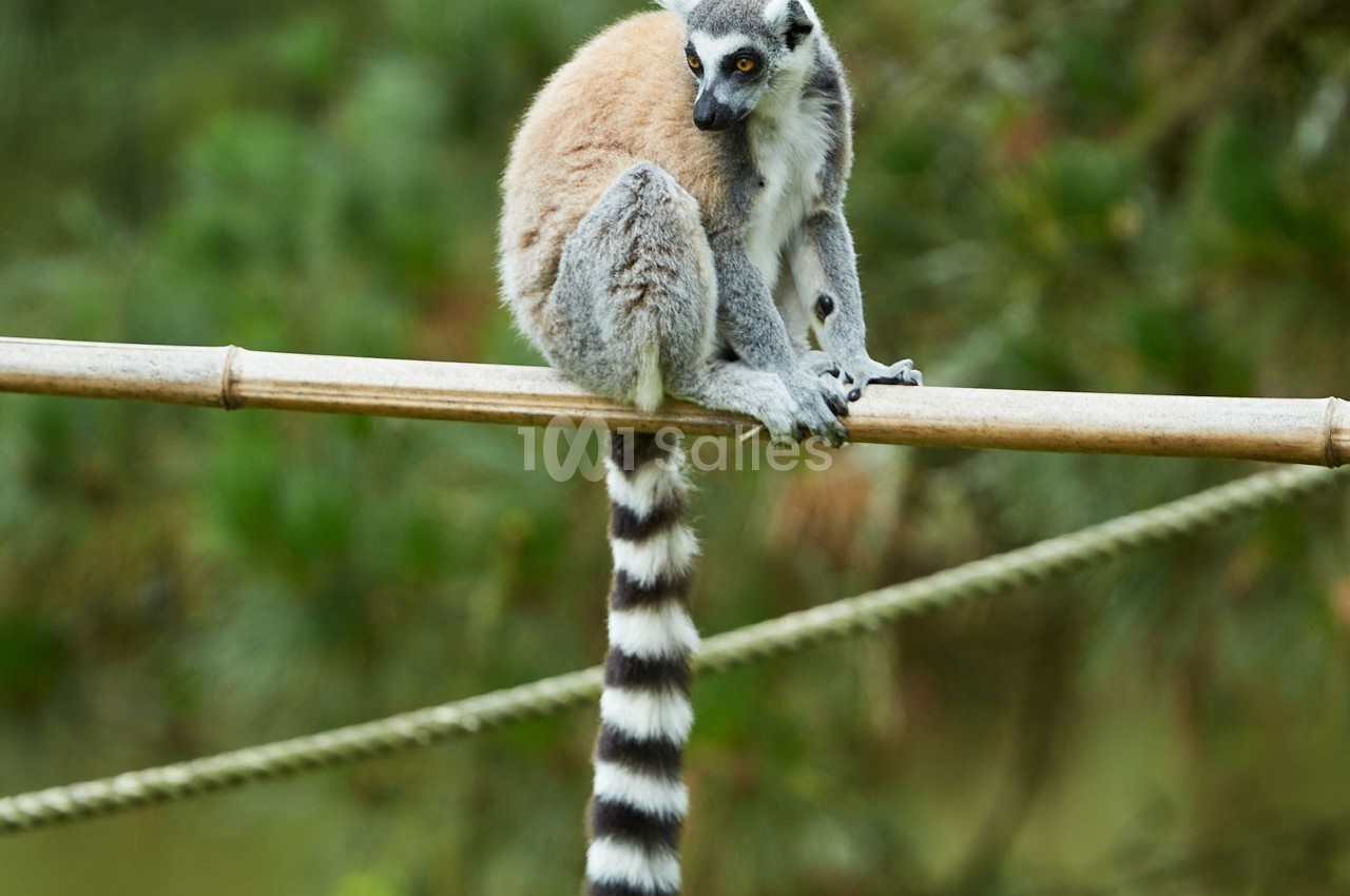 Un lémurien assis sur un bambou, regardant sur le côté, avec une longue queue rayée et un arrière-plan verdoyant flou.