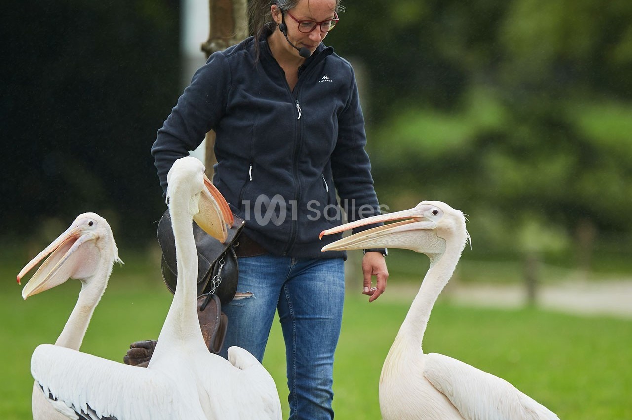 Une femme observe trois pélicans blancs posés sur une pelouse dans un environnement extérieur verdoyant.