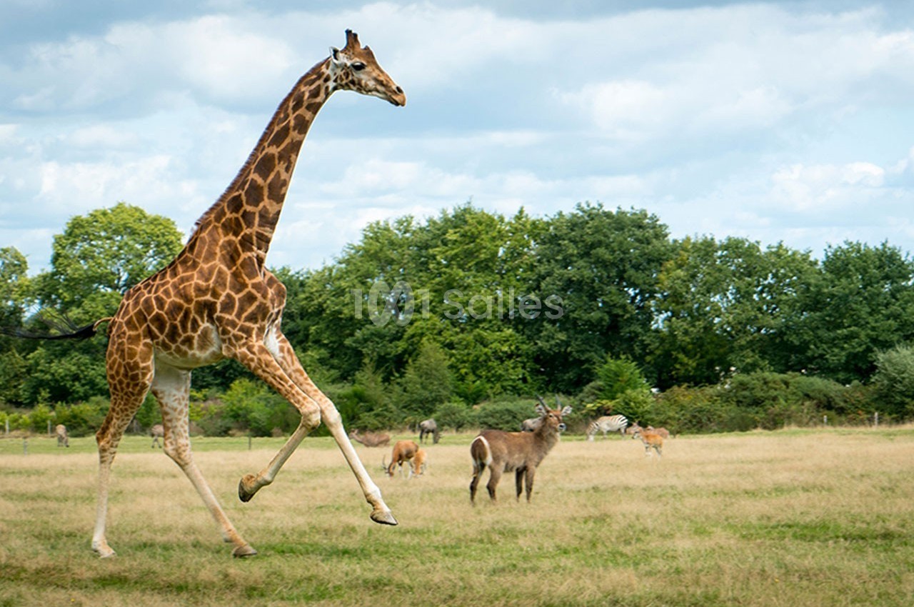 Girafe marchant dans une prairie verdoyante avec d'autres animaux en arrière-plan et des arbres au loin.