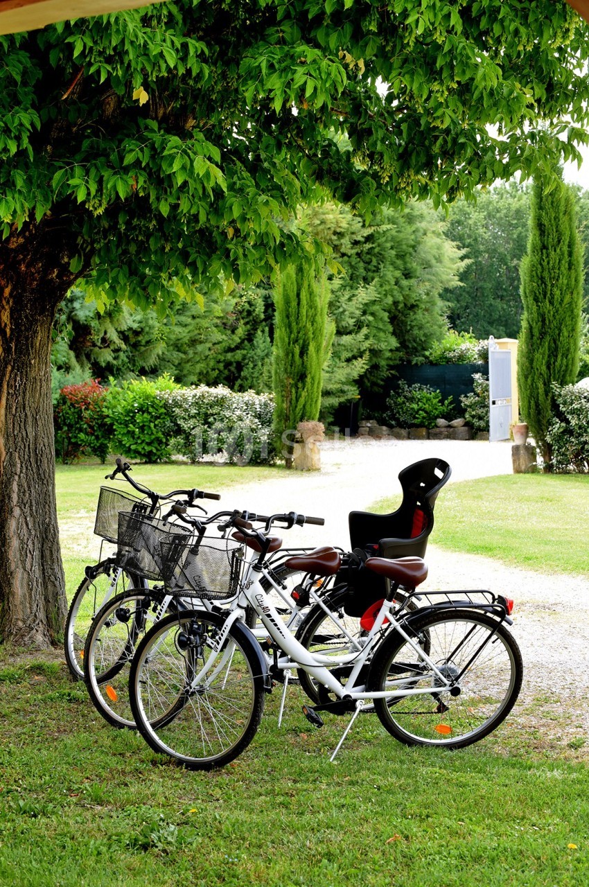 Trois vélos stationnés sous un arbre dans un jardin, dont un équipé d'un siège pour enfant.