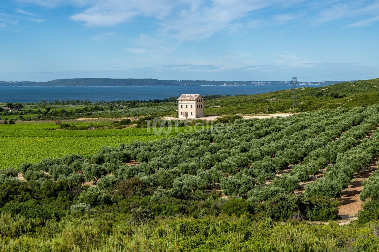 Paysage rural avec une maison isolée entourée de vignes et d'oliviers, vue sur une étendue d'eau à l'arrière-plan.