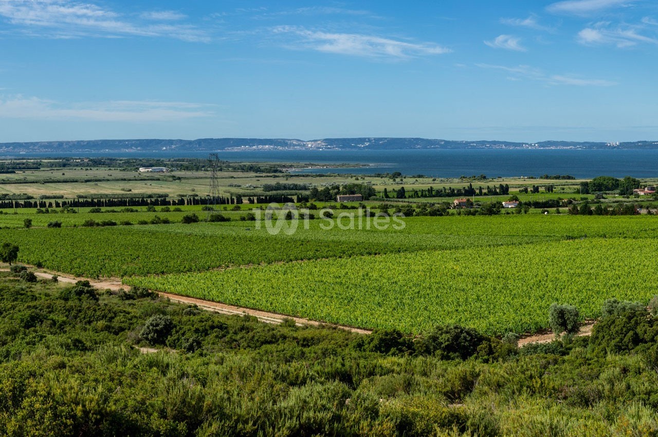 Paysage de vignobles verdoyants s'étendant jusqu'à un plan d'eau, avec des collines et une ville visible à l'horizon.