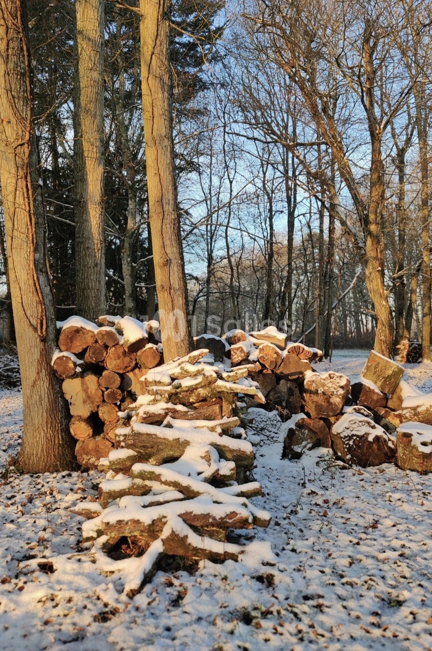 Bûches empilées dans une forêt enneigée, éclairées par une lumière douce en fin de journée.