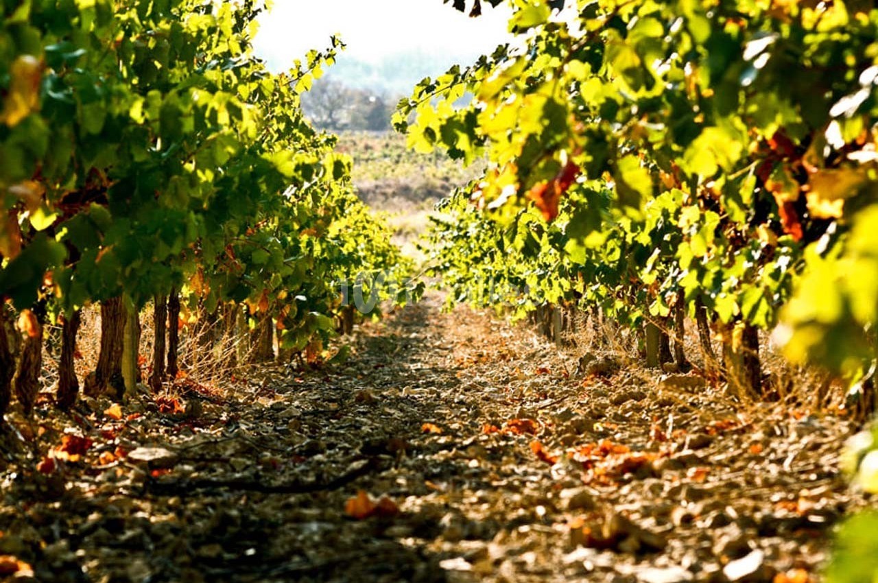 Vignes alignées avec des feuilles vertes éclairées par le soleil, sur un sol couvert de feuilles sèches.