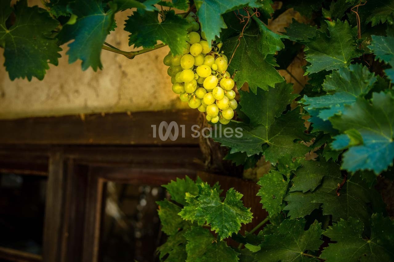Grappe de raisins jaunes mûrs accrochée à une vigne entourée de feuilles vertes, près d'une fenêtre en bois.