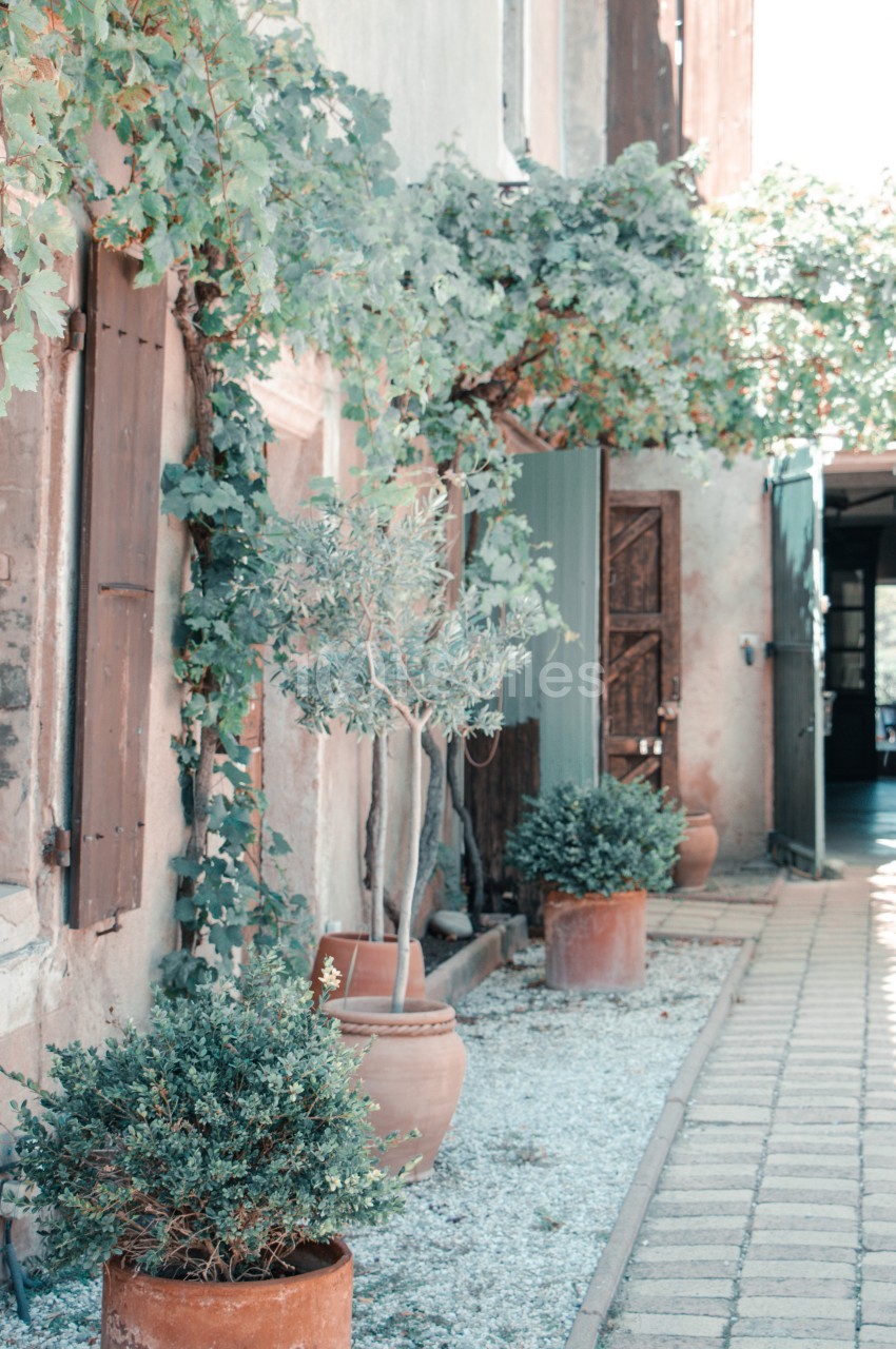 Façade de maison avec volets en bois, plantes en pots et treille de vigne sur un chemin pavé.