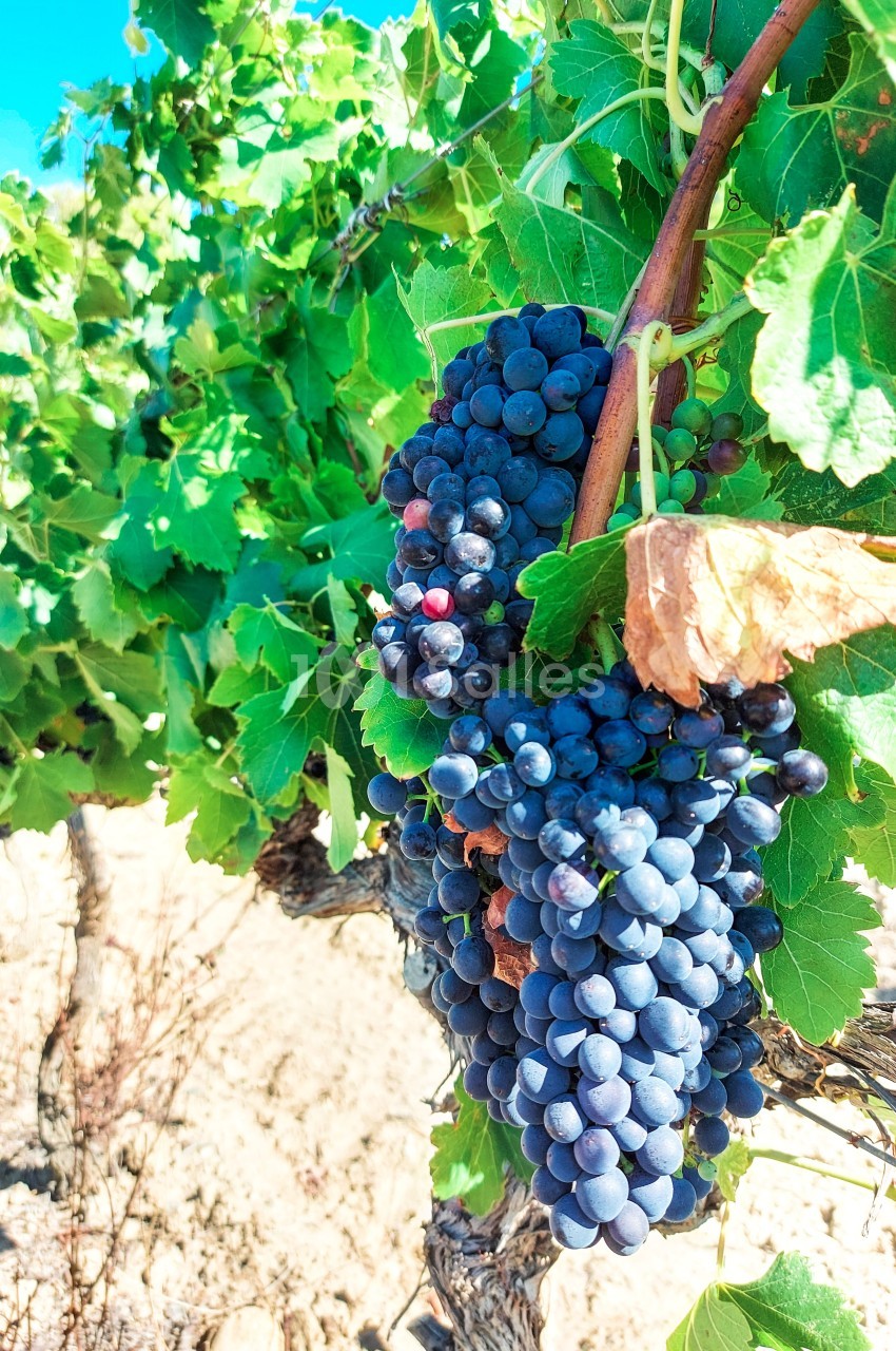 Grappe de raisins noirs mûrs accrochée à une vigne avec des feuilles vertes sous un ciel ensoleillé.