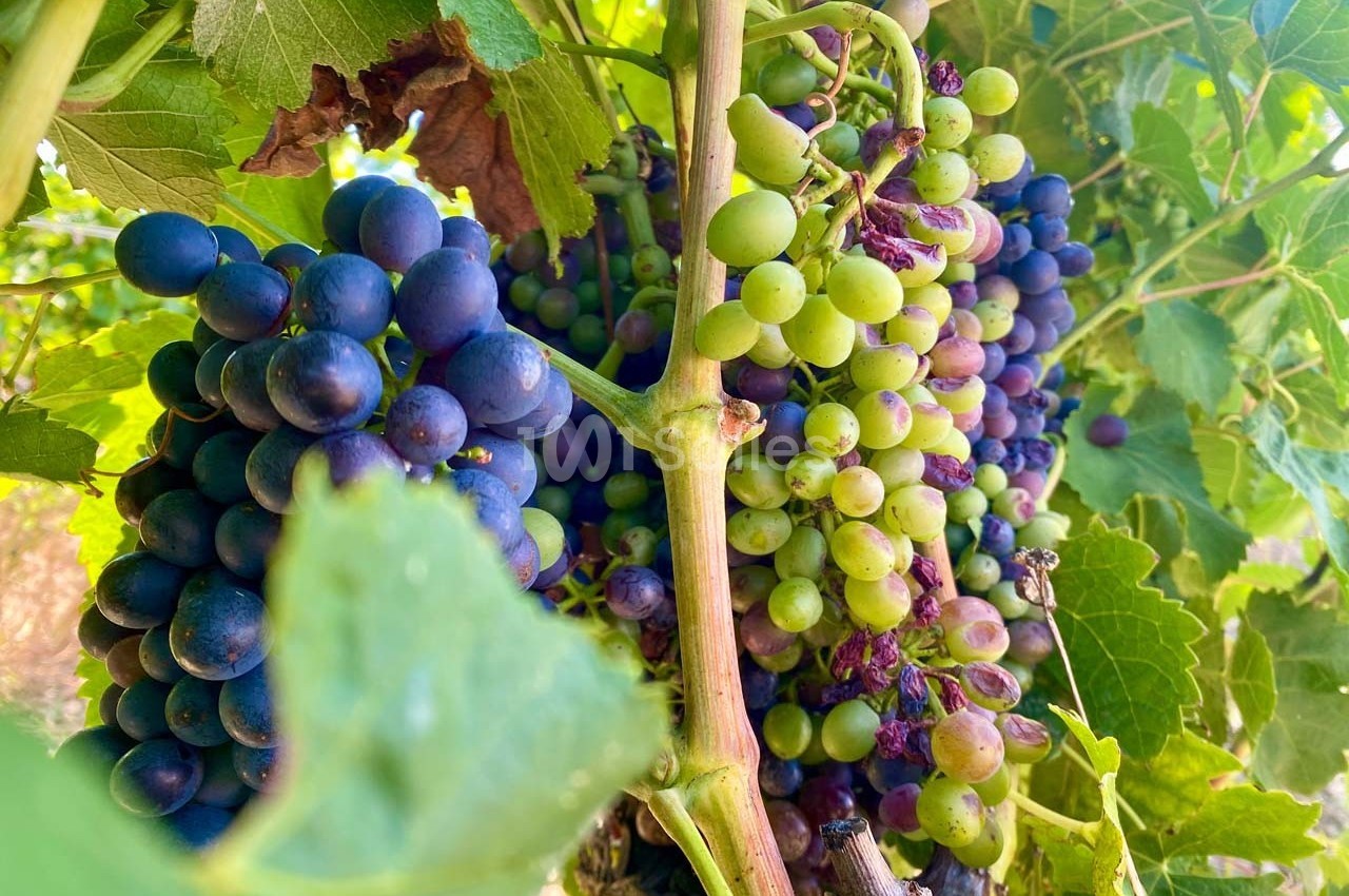 Grappe de raisins verts et violets accrochée à une vigne entourée de feuilles vertes.