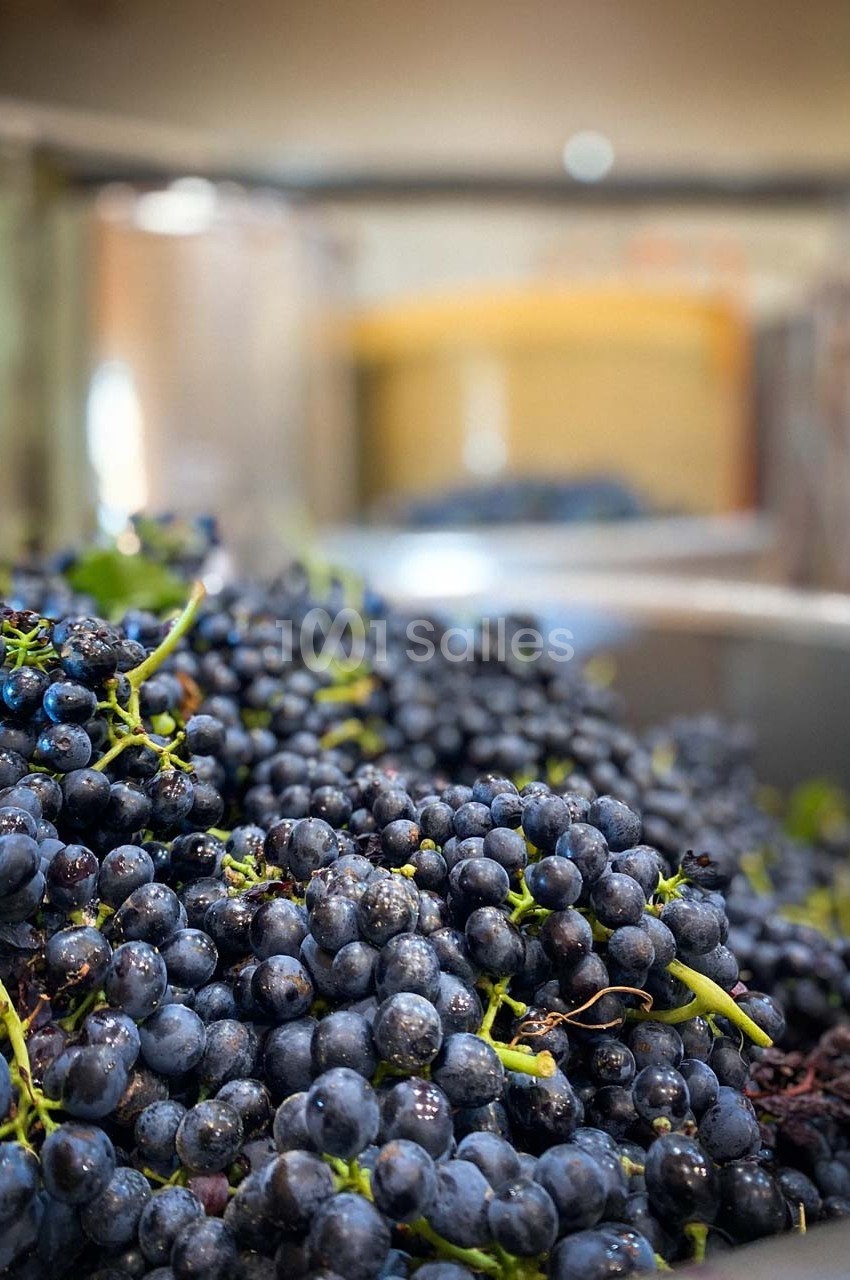 Grappe de raisins noirs fraîchement récoltés dans une cuve en métal, prête pour la vinification.