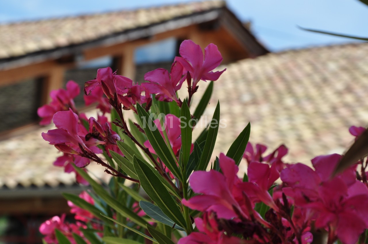 Domaine d'Amareins - galerie - photo 49