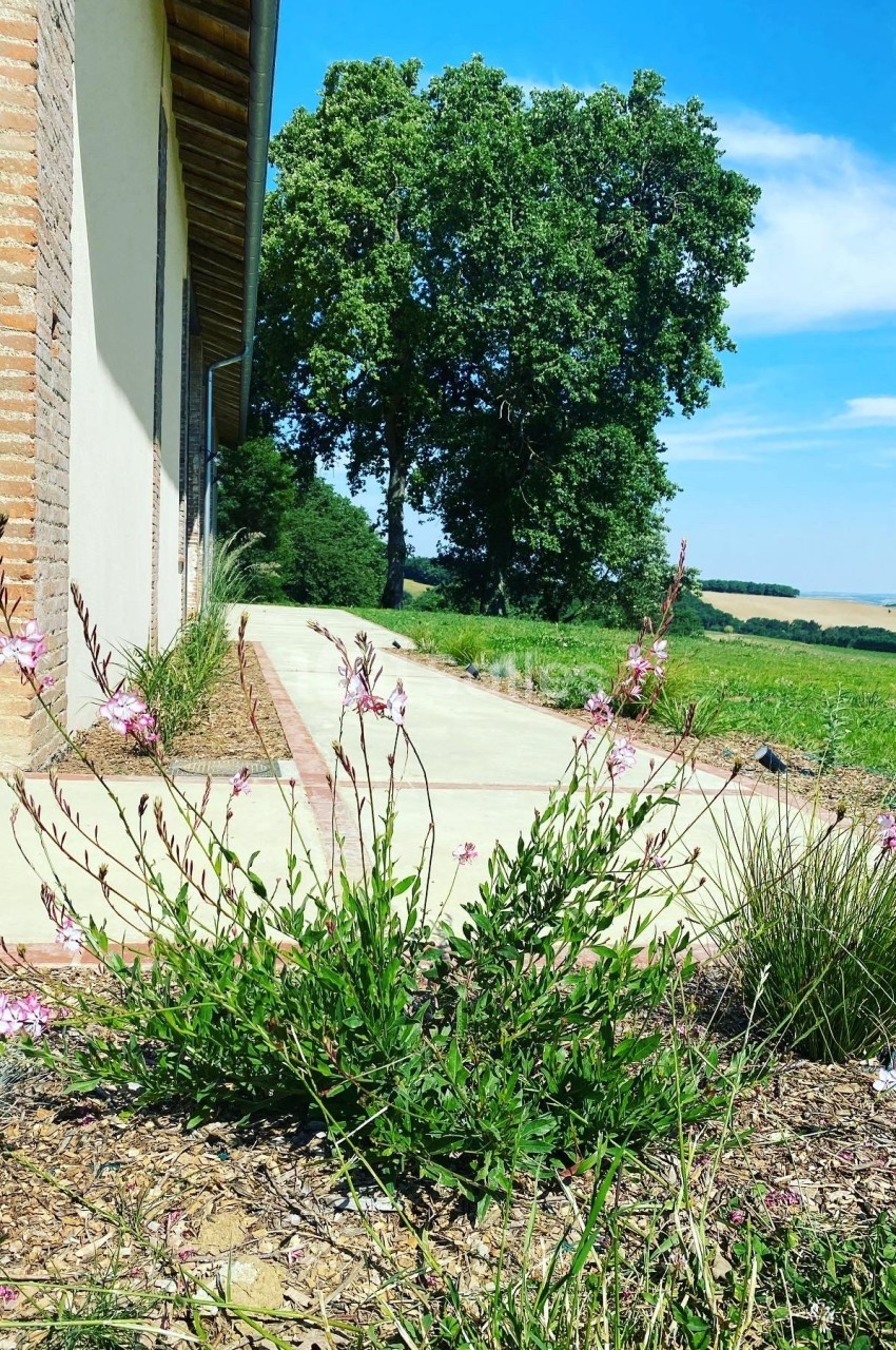Plantes fleuries en bordure d'une allée pavée, avec un champ et des arbres en arrière-plan sous un ciel bleu.