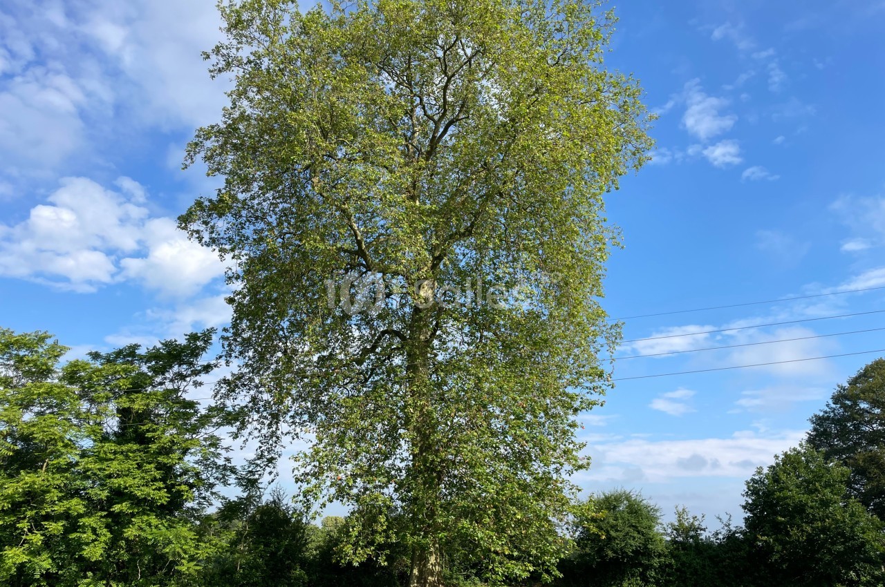 Arbre majestueux au feuillage dense dans un champ verdoyant sous un ciel bleu parsemé de nuages.