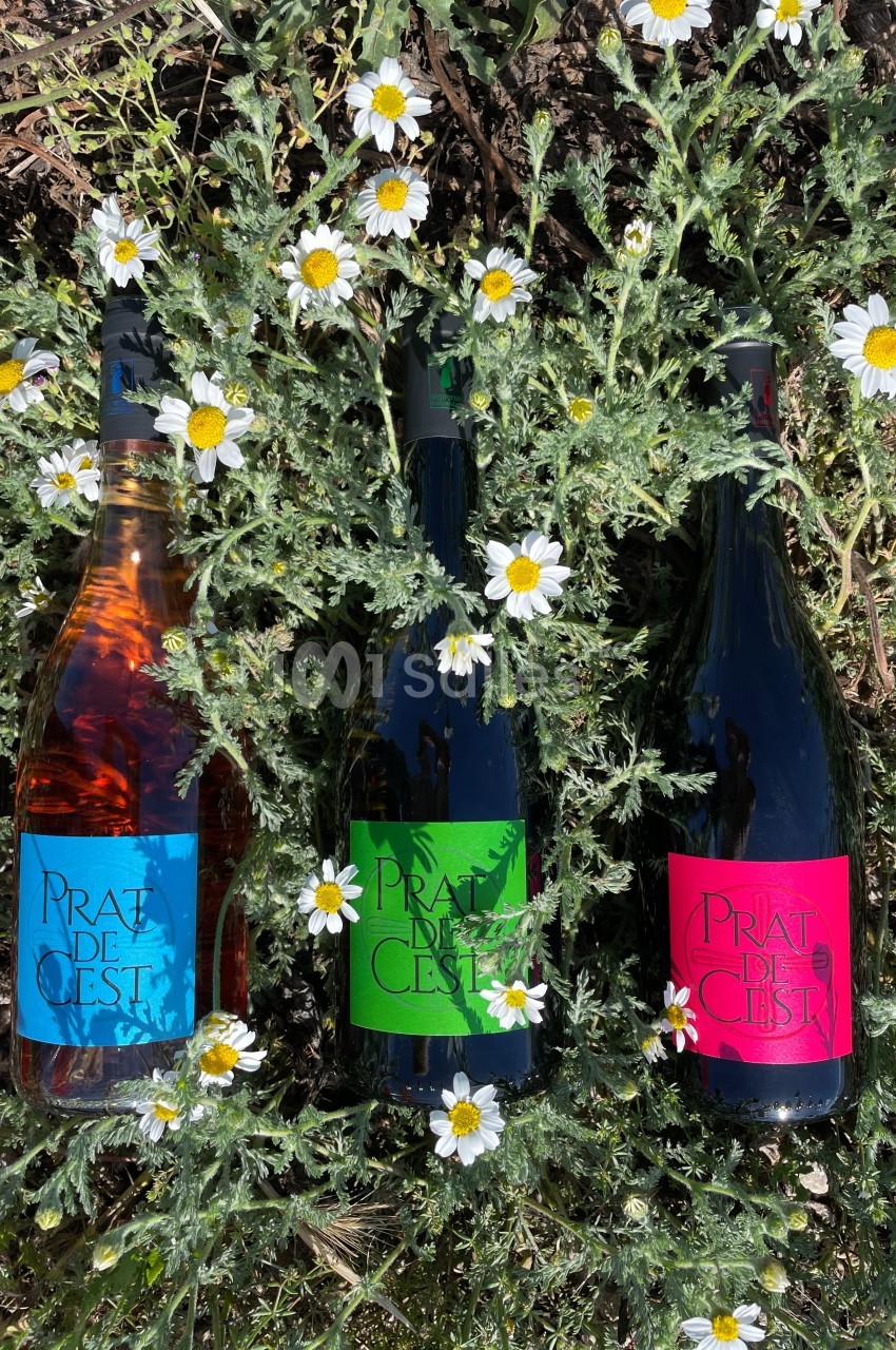 Trois bouteilles de vin aux étiquettes colorées posées sur un sol fleuri de marguerites.