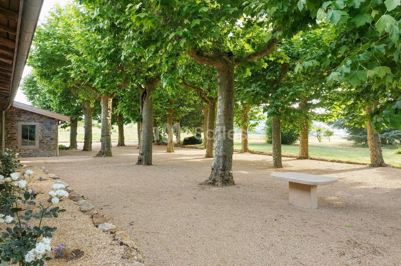 l'allée des platanes