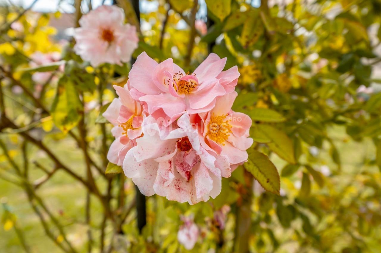 Fleurs roses en gros plan sur un rosier, entourées de feuilles vertes et d'un arrière-plan flou.