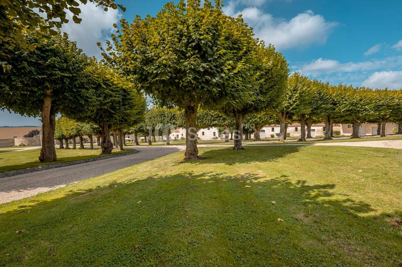 Allée bordée d'arbres taillés, entourée de pelouses, avec des bâtiments clairs en arrière-plan sous un ciel bleu.