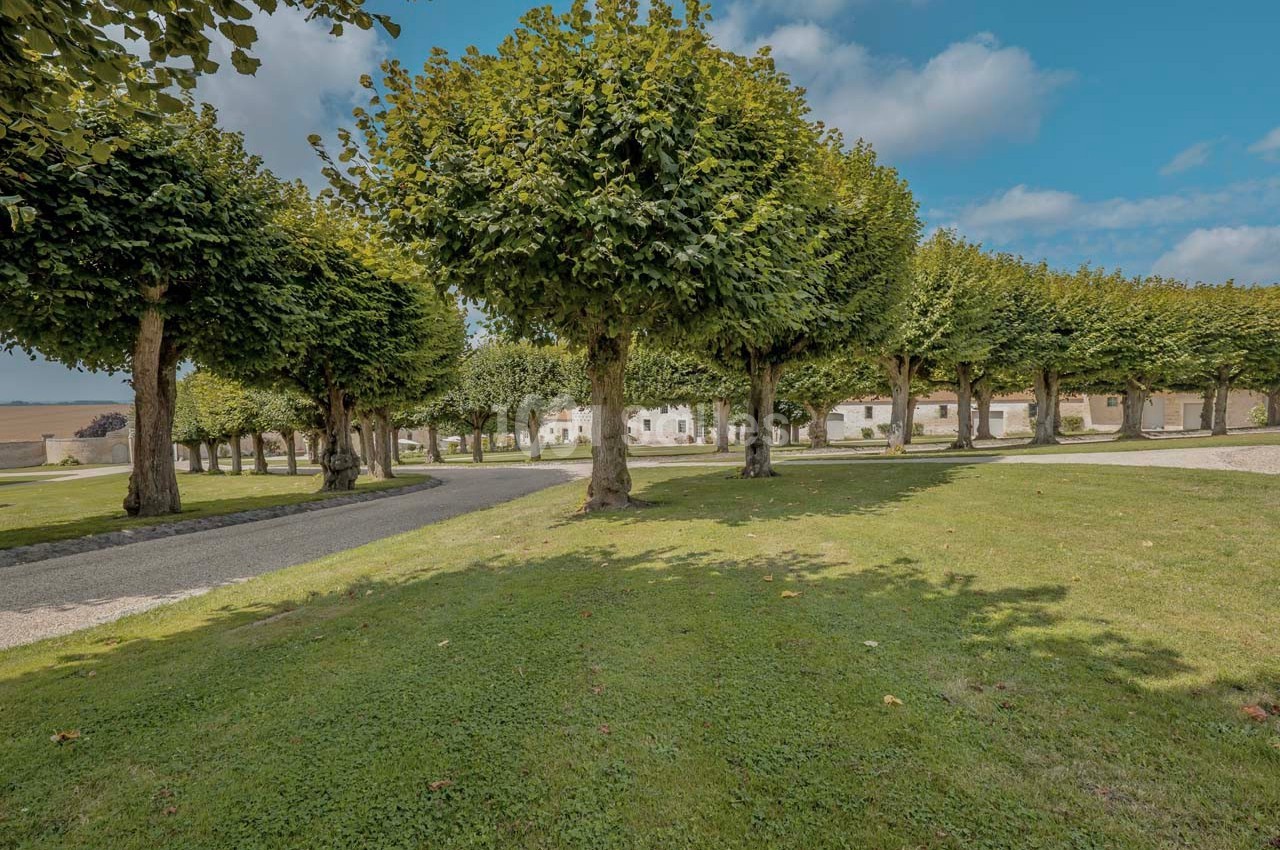 Allée bordée d'arbres taillés, entourée de pelouse, avec des bâtiments clairs en arrière-plan sous un ciel bleu.
