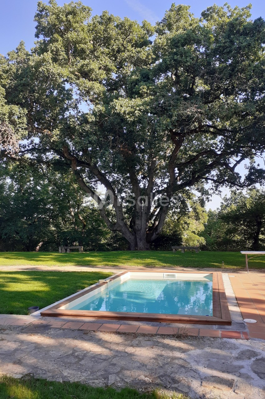 Piscine rectangulaire entourée de dalles et pelouse, avec un grand arbre en arrière-plan sous un ciel dégagé.